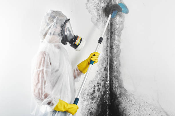  Park Center, CO Mold Removal Pros