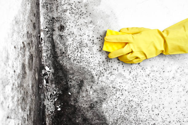 Mold Remediation for Rental Properties in Park Center, CO