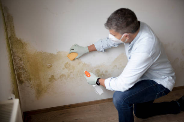 Best Mold Prevention Services  in Park Center, CO